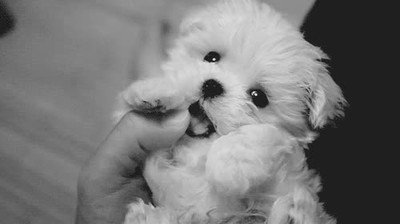 perro,cara,adorable,kawaii