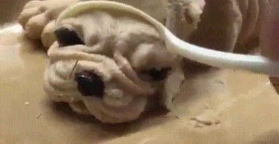 guapo,comer,perro,postre