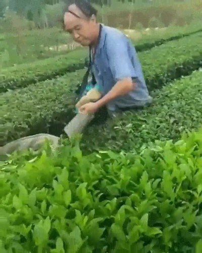 trabajar,jardineros,precisi&oacute;n,absoluta