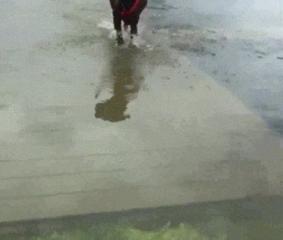 Cuando estás tranquilo en la piscina y de repente no tocas con los pies en el suelo piscina,tranquilo,tocar,pies,suelo,perro