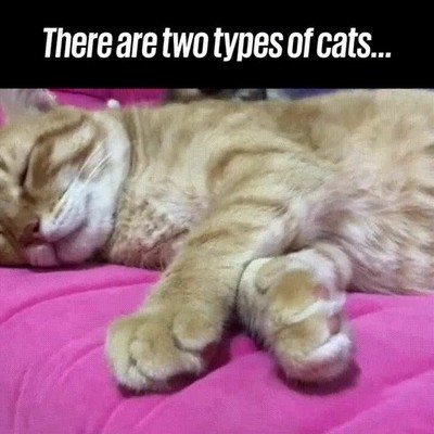 dos tipos,gato,dormir,postura