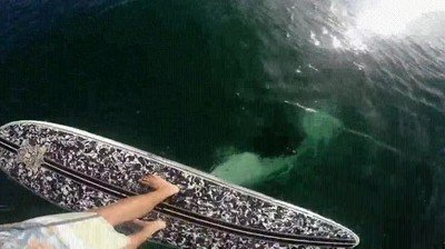 ¿Qué harías si estás surfeando y de repente de persigue una de estas? surf,perseguir,orca