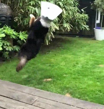 perro,campana,jugar,pelota,salto,jardin