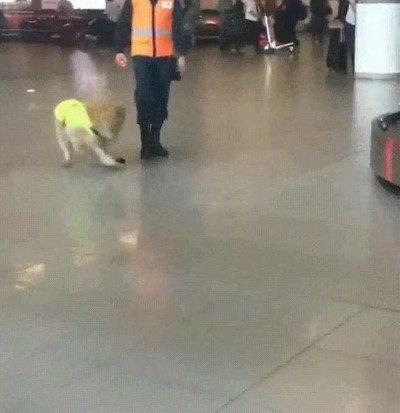 gente,emocionada,contenta,perro,trabajo