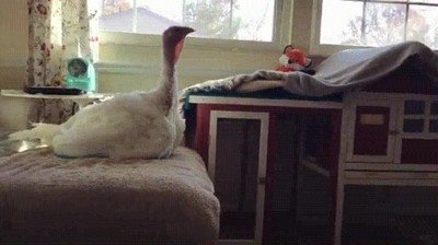 animales,embobados,mirar,tele