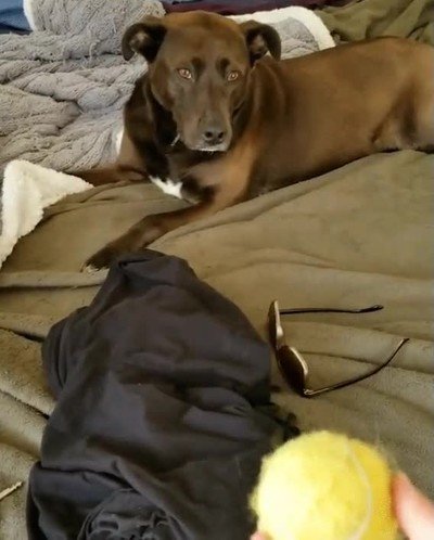 perro,atrapar,pelota