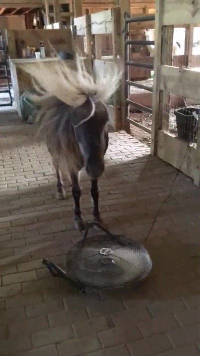 caballo,fabuloso,pasar,calor,verano