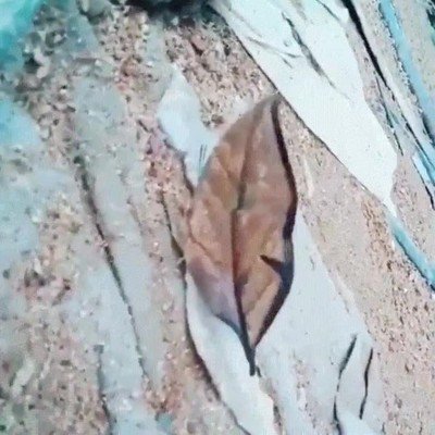 mariposa,camuflaje,envidia