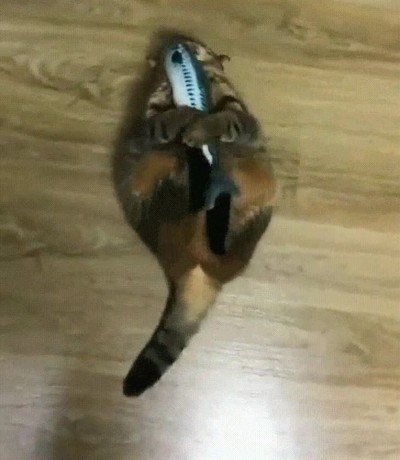 reaccion,comida,favorita,gato