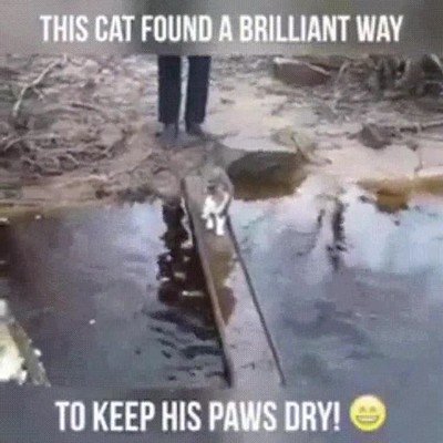 Enlace a Este gato ha encontrado la manera de mantener sus patitas secas