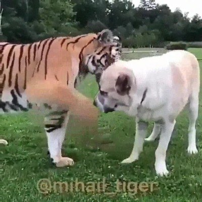 perro,tigre,mimos,lamer