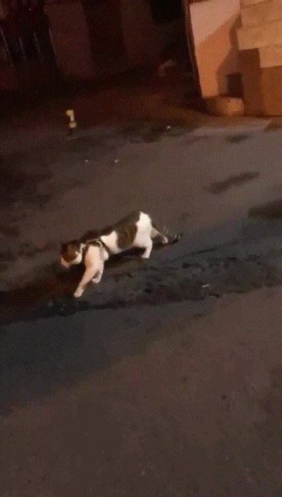 pelea,gato,perro,barrio