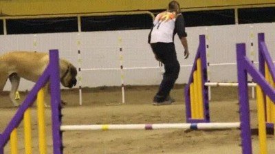 Enlace a Este perro representa mis ganas de ir al gimnasio en agosto