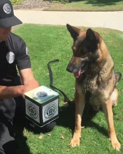 miembro,unidad,K9,sorpresas