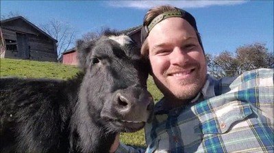 vaca,encontrar,animal,espiritual