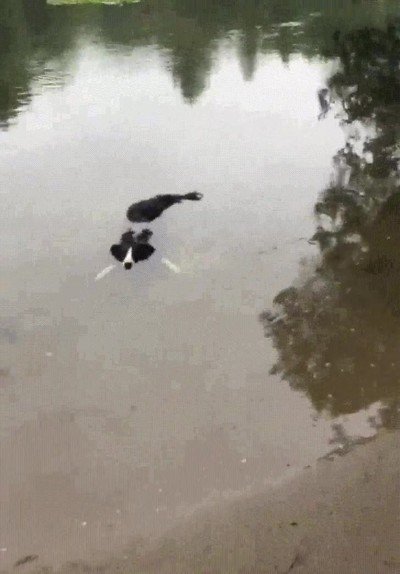 perro,cocodrilo,quieto,aguas