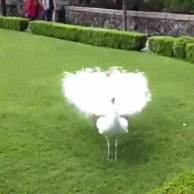 impresionar,discoteca,ligar