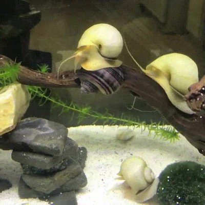 fast,furious,interpretada,caracoles