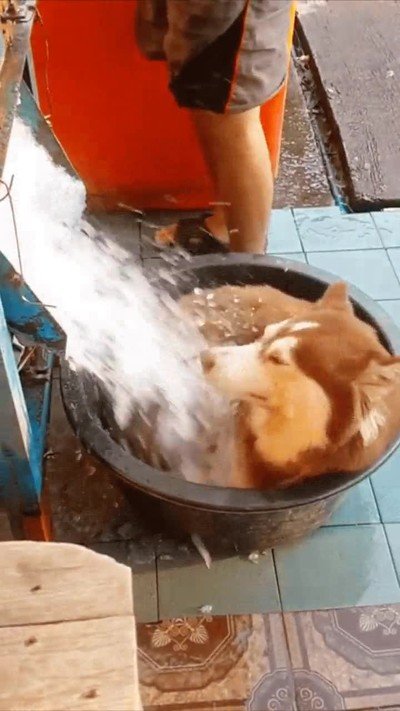 truco,perro,ola,calor,verano