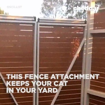 truco,gato,escapar,rodar