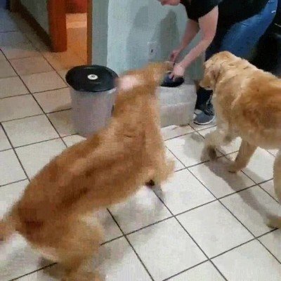 diferencia,dar,de comer,perro,viejo,joven