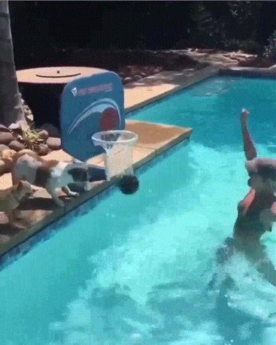 perro,baloncesto,piscina