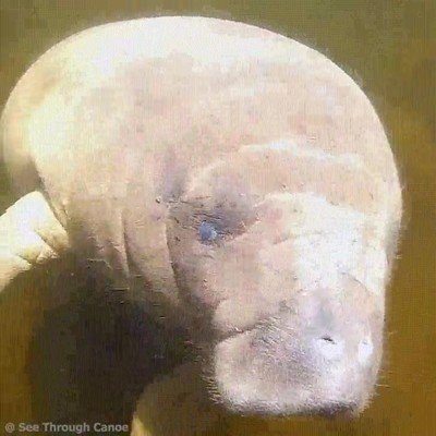 animal,peliculas,Hayao Miyazaki