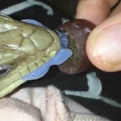 Enlace a ¿Alguna vez habías visto a un animal con la lengua de este color? 