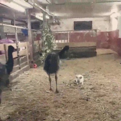 animales,miedo,granja,susto