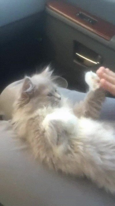 gato,jugar,adorable,patitas