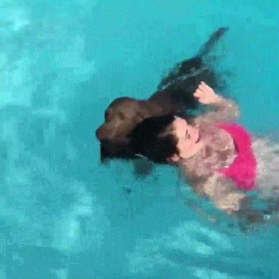 perro,socorrista,otra,vida,piscina