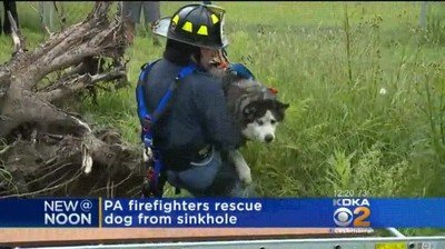 bombero,rescate,perro,atrapado