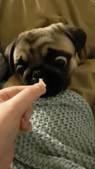 cara,perro,probar,palomitas