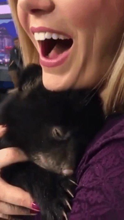 oso,postura,perfecta,imposible,mover