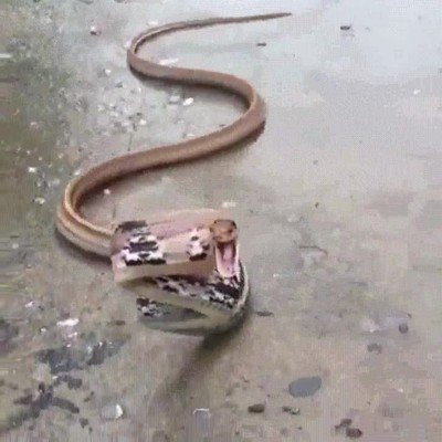 pesadillas,serpiente,rat snake