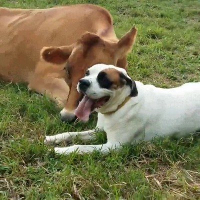 especies,distintas,mejores,amigos