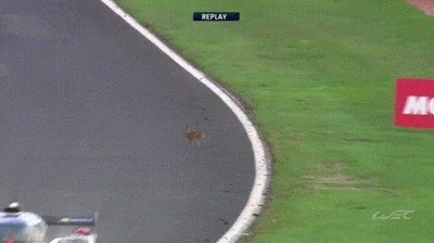 liebre,silverstone,salvar,vida,coche