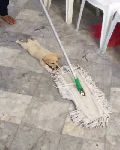 perro,imposible,mopa