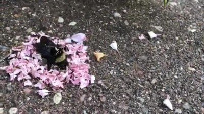 hormigas,petalos,abejorro