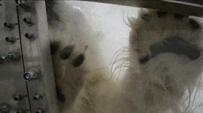 oso,mismo,abrir,puerta