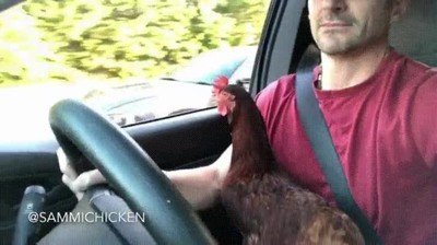 Enlace a A Sammi le encanta sentarse en el asiento del conductor y mirar por la ventana