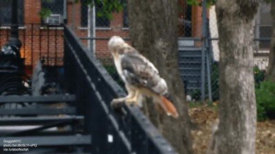 ardilla,jugarsela,demasiado,miedo