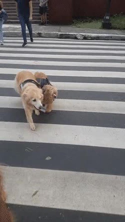 Enlace a Un perro ciego cruzando la calle con la ayuda de su perro guía 