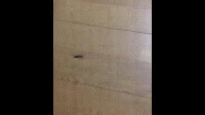 Enlace a Cómo nunca debes intentar atrapar un ciempiés