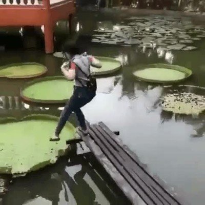 Enlace a Por alguna razón solemos pensar que las almohadillas de lirio son capaces de soportar nuestro peso