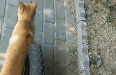 gato,estafador,seguros,bici