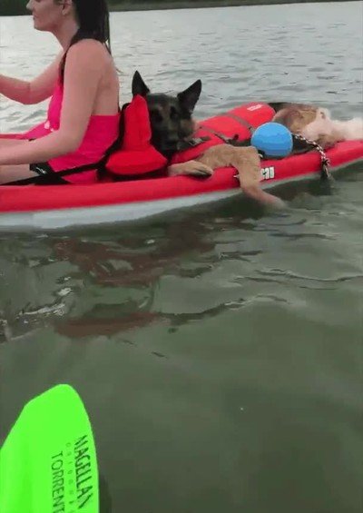 perro,vacaciones,tranquilas