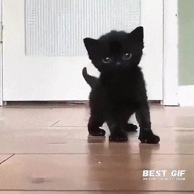 temer,miedo,gato,oscuro,noche