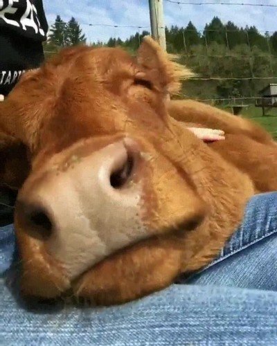 necesitar,vacaciones,vaca,cabeza