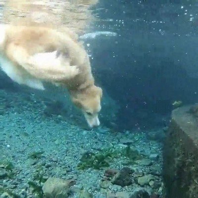 Enlace a Perros que buscan cosas bajo el agua como si fuesen expertos submarinistas